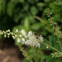 Schijnels (Clethra Alnifolia) -Tuin Stek Verkoop clethra alnifolia 4
