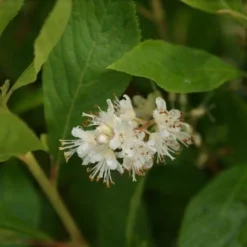 Schijnels (Clethra Alnifolia) -Tuin Stek Verkoop clethra alnifolia 5