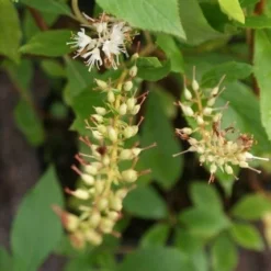 Schijnels (Clethra Alnifolia) -Tuin Stek Verkoop clethra alnifolia 6