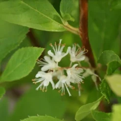 Schijnels (Clethra Alnifolia) -Tuin Stek Verkoop clethra alnifolia 7