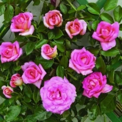 Klimroos (Rosa 'Parfum Royal')