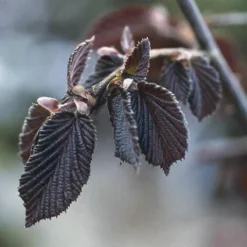 Rode Hazelaar (Corylus Maxima 'Purpurea')