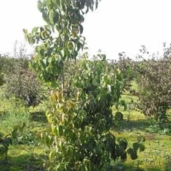 Amerikaanse Kornoelje (Cornus Florida 'Rubra') -Tuin Stek Verkoop cornus florida 180 2