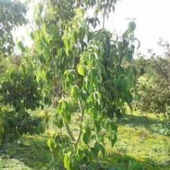 Amerikaanse Kornoelje (Cornus Florida 'Rubra') -Tuin Stek Verkoop cornus florida 180 3 2