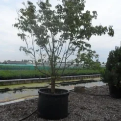 Amerikaanse Kornoelje (Cornus Florida 'Rubra') -Tuin Stek Verkoop cornus florida 350 400 c750 2