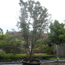 Amerikaanse Kornoelje (Cornus Florida 'Rubra') -Tuin Stek Verkoop cornus florida rubra 400 500 c750