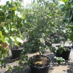 Japanse Kornoelje (Cornus Kousa) -Tuin Stek Verkoop cornus kousa satomi 150 175 200