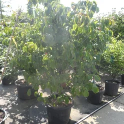 Japanse Kornoelje (Cornus Kousa) -Tuin Stek Verkoop cornus kousa satomi 200 225