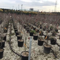 Kornoelje (Cornus Kousa 'Teutonia') -Tuin Stek Verkoop cornusteutonia01