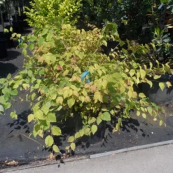 Schijnhazelaar (Corylopsis Pauciflora) 12 Schijnhazelaar (Corylopsis Pauciflora) -Tuin Stek Verkoop corylopsis pauciflora c15