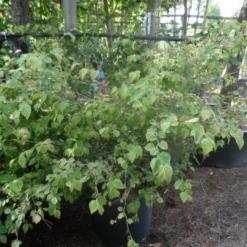 Schijnhazelaar (Corylopsis Pauciflora) 13 Schijnhazelaar (Corylopsis Pauciflora) -Tuin Stek Verkoop corylopsis pauciflora solitair 100 150