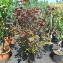 Rode Hazelaar (Corylus Maxima 'Purpurea') -Tuin Stek Verkoop corylus maxima purpurea 125 150 175 c20