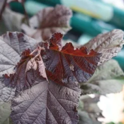 Rode Hazelaar (Corylus Maxima 'Purpurea') -Tuin Stek Verkoop corylus maxima purpurea 1