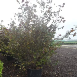 Rode Hazelaar (Corylus Maxima 'Purpurea') -Tuin Stek Verkoop corylus maxima purpurea 200 250 c70 90