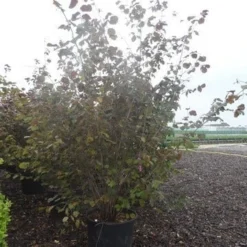 Rode Hazelaar (Corylus Maxima 'Purpurea') -Tuin Stek Verkoop corylus maxima purpurea 200 250 c70 90 1