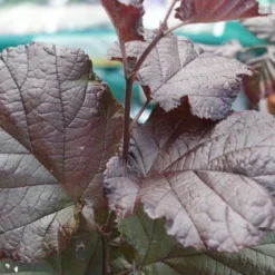 Rode Hazelaar (Corylus Maxima 'Purpurea') -Tuin Stek Verkoop corylus maxima purpurea 2