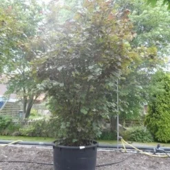 Rode Hazelaar (Corylus Maxima 'Purpurea') -Tuin Stek Verkoop corylus maxima purpurea 300 400 c750 1