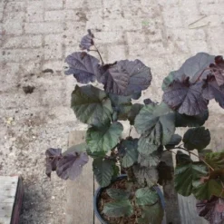Rode Hazelaar (Corylus Maxima 'Purpurea') -Tuin Stek Verkoop corylus maxima purpurea 3