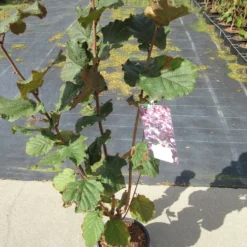 Rode Hazelaar (Corylus Maxima 'Purpurea') -Tuin Stek Verkoop corylus maxima purpurea 1