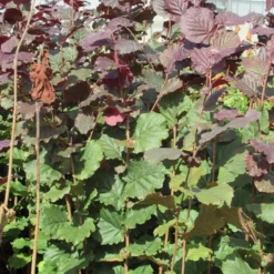 Rode Hazelaar (Corylus Maxima 'Purpurea') -Tuin Stek Verkoop corylus maxima purpurea 2