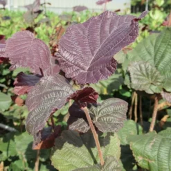 Rode Hazelaar (Corylus Maxima 'Purpurea') -Tuin Stek Verkoop corylus maxima purpurea 3