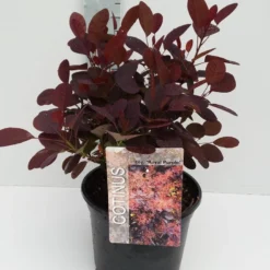 Pruikenboom Als Struik (Cotinus Coggygria 'Royal Purple') 16 Pruikenboom Als Struik (Cotinus Coggygria 'Royal Purple') -Tuin Stek Verkoop cotinus 3 6