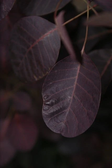Pruikenboom Als Struik (Cotinus Coggygria 'Royal Purple') 6 Pruikenboom Als Struik (Cotinus Coggygria 'Royal Purple') - Afbeelding 6