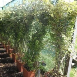 Dwergmispel (Cotoneaster Franchetii) -Tuin Stek Verkoop cotoneaster franchetii 150 200 c30 extra