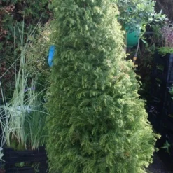 Sikkelden (Cryptomeria Japonica 'Elegans') -Tuin Stek Verkoop cryptomeria j. elegans 150 175 c50 pir 2 1