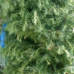 Sikkelden (Cryptomeria Japonica 'Elegans') -Tuin Stek Verkoop cryptomeria j. elegans 150 175 c50 pir 3 1