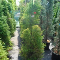 Sikkelden (Cryptomeria Japonica 'Elegans') -Tuin Stek Verkoop cryptomeria japonica elegans 125 150 175