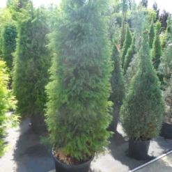 Sikkelden (Cryptomeria Japonica 'Elegans') -Tuin Stek Verkoop cryptomeria japonica elegens 150 175 200 1