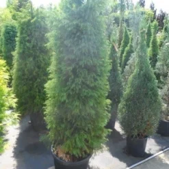 Sikkelden (Cryptomeria Japonica 'Elegans') -Tuin Stek Verkoop cryptomeria japonica elegens 150 175 200 1