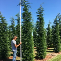 Grote Snelgroeiende Conifeer (Cupressocyparis Leylandii) -Tuin Stek Verkoop cup leijlandii 450500
