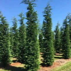 Grote Snelgroeiende Conifeer (Cupressocyparis Leylandii) -Tuin Stek Verkoop cup leijlandii 500550