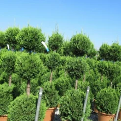 Cupressocyparis, Triobol (Cupressocyparis Leylandii 'Castlewellan Gold') -Tuin Stek Verkoop cuppressocyparis triobol