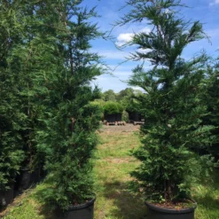 Grote Snelgroeiende Conifeer (Cupressocyparis Leylandii) -Tuin Stek Verkoop cupressocyparis lelandii h200 250 1