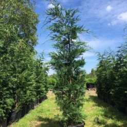 Grote Snelgroeiende Conifeer (Cupressocyparis Leylandii) -Tuin Stek Verkoop cupressocyparis lelandii h250 300 3