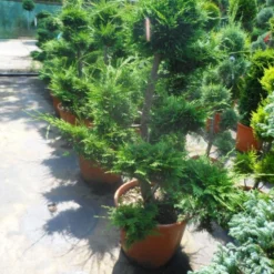 Cupressocyparis Als Bonsai (Cupressocyparis Leylandii 'Castlewellan Gold' ) -Tuin Stek Verkoop cupressocyparis leylandii bonsai 100 125 c70