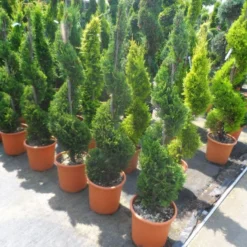 Leylandcipres Als Spiraal (Cupressocyparis Leylandii 'Castlewellan Gold' ) -Tuin Stek Verkoop cupressocyparis leylandii castlewellan gold spiraal 125 150 c20