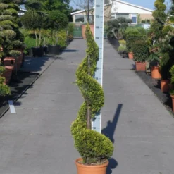 Leylandcipres Als Spiraal (Cupressocyparis Leylandii 'Castlewellan Gold' ) -Tuin Stek Verkoop cupressocyparis leylandii castlewellan gold spiraal 125 150 c20