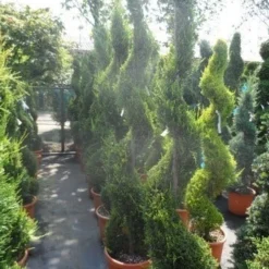 Leylandcipres Als Spiraal (Cupressocyparis Leylandii 'Castlewellan Gold' ) -Tuin Stek Verkoop cupressocyparis leylandii castlewellan gold spiraal 175 200 c25 1