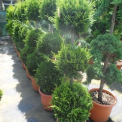 Cupressocyparis, Triobol (Cupressocyparis Leylandii 'Castlewellan Gold') -Tuin Stek Verkoop cupressocyparis leylandii castlewellan gold triobol 125 150 175 c25