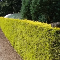 Gele Haagconifeer (Cupressocyparis Leylandii 'Gold Rider') -Tuin Stek Verkoop cupressocyparis leylandii gold rider