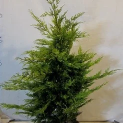 Gele Haagconifeer (Cupressocyparis Leylandii 'Gold Rider') -Tuin Stek Verkoop cupressulgoldrider080 100