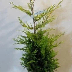Gele Haagconifeer (Cupressocyparis Leylandii 'Gold Rider') -Tuin Stek Verkoop cupressulgoldrider80 100c3