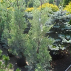 Cipres (Cupressus Arizonica 'Glauca') -Tuin Stek Verkoop cupressus arizonica glauca 100 125 1