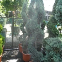 Cipres Als Spiraal (Cupressus Arizonica 'Glauca') -Tuin Stek Verkoop cupressus arizonica glauca spiraal 175 200 c25