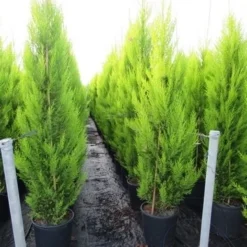 Cipres Kamerconifeer (Cupressus Macrocarpa 'Goldcrest') -Tuin Stek Verkoop cupressus macrocarpa goldcrest 3