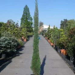 Italiaanse Cypres (Cupressus Sempervirens 'Stricta') -Tuin Stek Verkoop cupressus sempervirens strica 200 250 c30